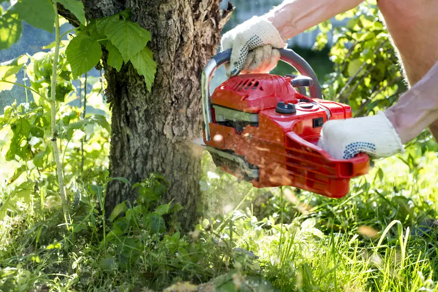 How Tree Removal Enhances Safety In Residential Properties in Leesburg, FL