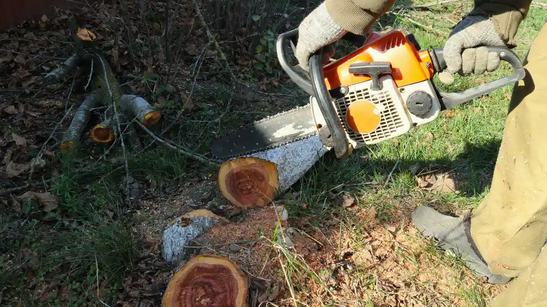 Preparing Your Property For A Tree Removal Service Visit Leesburg, FL