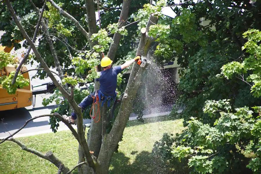 Preparing Your Property For A Tree Removal Service Visit in Leesburg, FL