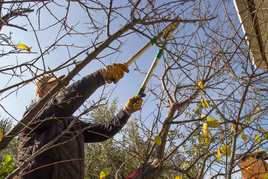 The Impact Of Tree Trimming On Landscaping And Aesthetics Leesburg, FL