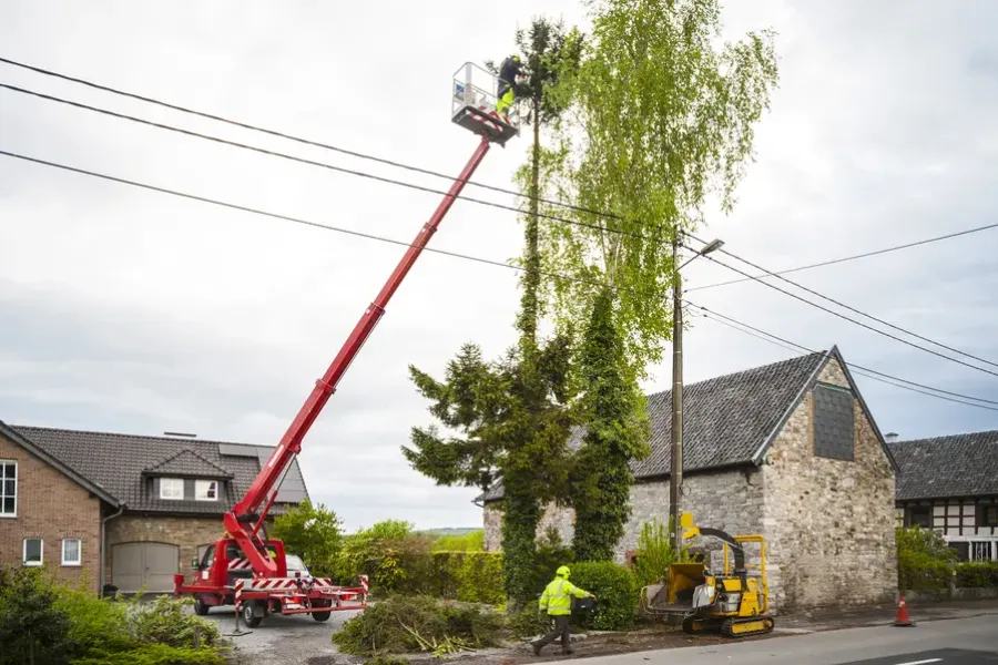 The Impact Of Tree Trimming On Landscaping And Aesthetics in Leesburg, FL