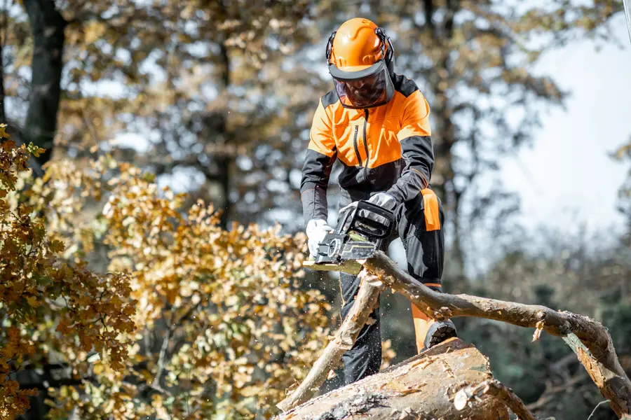 What To Expect During A Tree Removal Service Leesburg, FL What To Expect During A Tree Removal Service Leesburg, FL