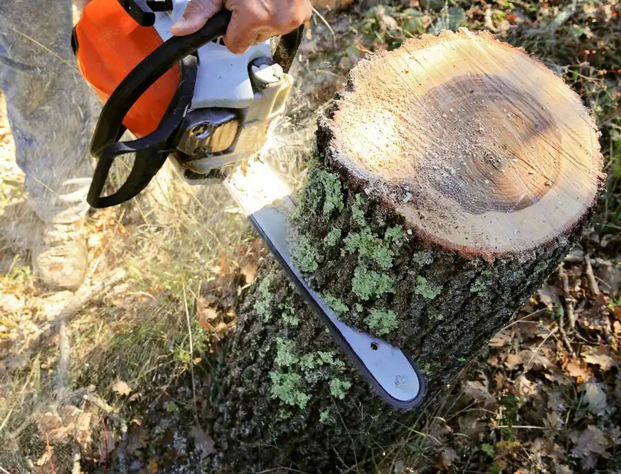 What To Expect During A Tree Removal Service in Leesburg, FL What To Expect During A Tree Removal Service in Leesburg, FL