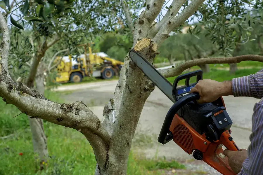 Why Tree Trimming Is Essential For Enhancing Curb Appeal Leesburg, FL Why Tree Trimming Is Essential For Enhancing Curb Appeal Leesburg, FL