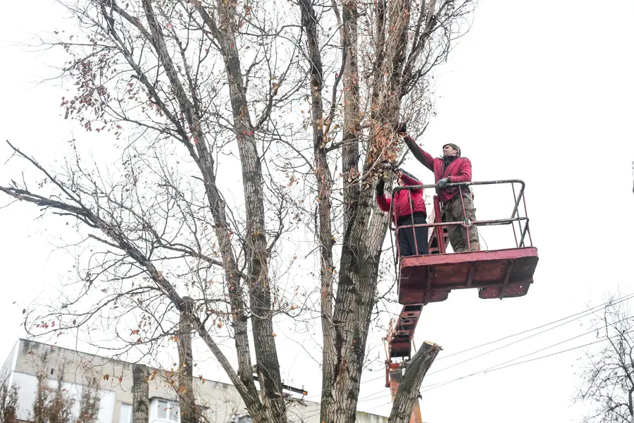Why Tree Trimming Is Essential For Enhancing Curb Appeal in Leesburg, FL Why Tree Trimming Is Essential For Enhancing Curb Appeal in Leesburg, FL